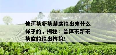 普洱茶新茶茶底泡出来什么样子的，揭秘：普洱茶新茶茶底的泡出样貌！