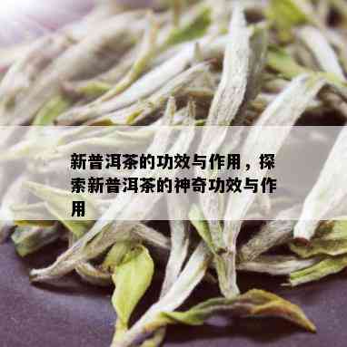 新普洱茶的功效与作用，探索新普洱茶的神奇功效与作用