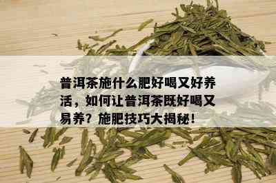 普洱茶施什么肥好喝又好养活，如何让普洱茶既好喝又易养？施肥技巧大揭秘！