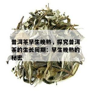 普洱茶早生晚熟，探究普洱茶的生长周期：早生晚熟的秘密