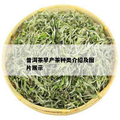 普洱茶早产茶种类介绍及图片展示