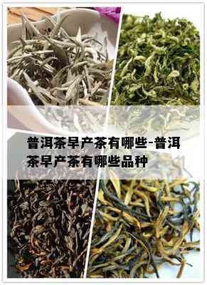 普洱茶早产茶有哪些-普洱茶早产茶有哪些品种