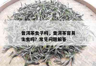 普洱茶虫子吗，普洱茶容易生虫吗？常见问题解答