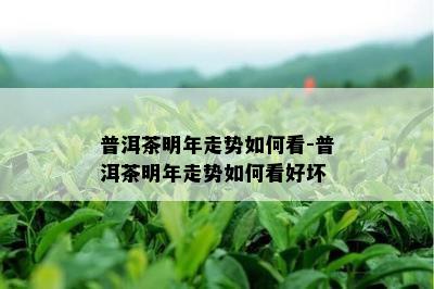 普洱茶明年走势如何看-普洱茶明年走势如何看好坏