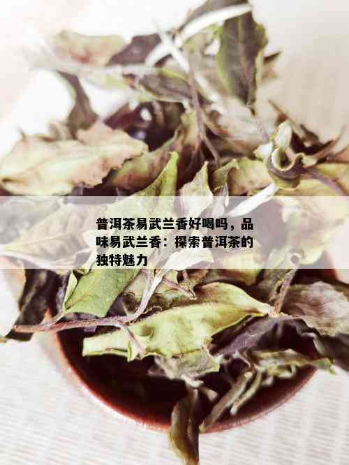 普洱茶易武兰香好喝吗，品味易武兰香：探索普洱茶的独特魅力