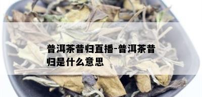 普洱茶昔归直播-普洱茶昔归是什么意思