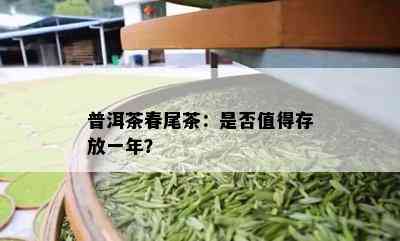 普洱茶春尾茶：是否值得存放一年？