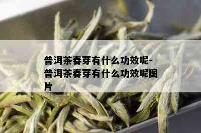 普洱茶春芽有什么功效呢-普洱茶春芽有什么功效呢图片