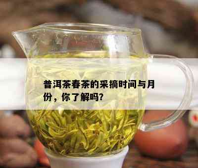 普洱茶春茶的采摘时间与月份，你了解吗？