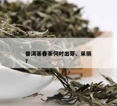 普洱茶春茶何时出芽、采摘？