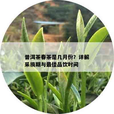 普洱茶春茶是几月份？详解采摘期与更佳品饮时间