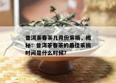 普洱茶春茶几月份采摘，揭秘：普洱茶春茶的更佳采摘时间是什么时候？