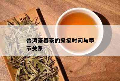 普洱茶春茶的采摘时间与季节关系