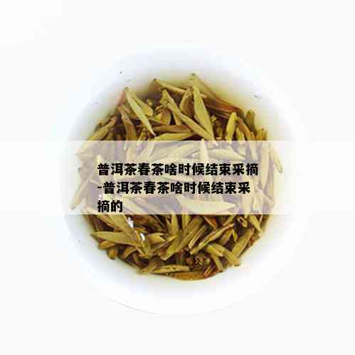 普洱茶春茶啥时候结束采摘-普洱茶春茶啥时候结束采摘的