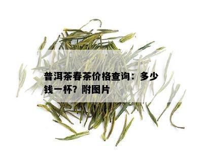 普洱茶春茶价格查询：多少钱一杯？附图片