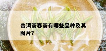 普洱茶春茶有哪些品种及其图片？