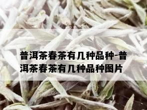 普洱茶春茶有几种品种-普洱茶春茶有几种品种图片