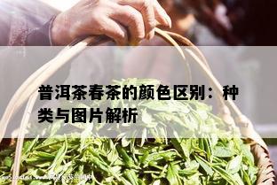 普洱茶春茶的颜色区别：种类与图片解析