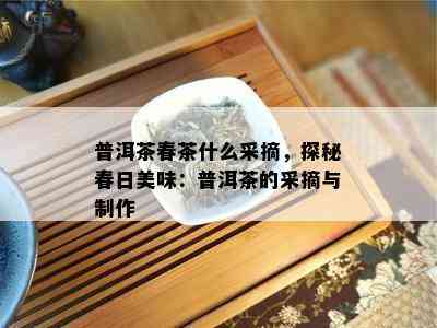 普洱茶春茶什么采摘，探秘春日美味：普洱茶的采摘与制作