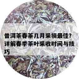 普洱茶春茶几月采摘更佳？详解春季茶叶采收时间与技巧