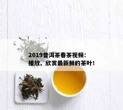 2019普洱茶春茶视频：播放、欣赏最新鲜的茶叶！