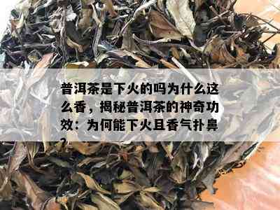 普洱茶是下火的吗为什么这么香，揭秘普洱茶的神奇功效：为何能下火且香气扑鼻？