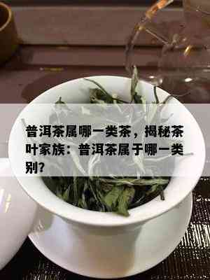 普洱茶属哪一类茶，揭秘茶叶家族：普洱茶属于哪一类别？