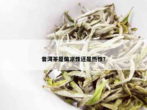 普洱茶是偏凉性还是热性？