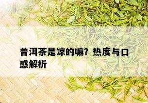 普洱茶是凉的嘛？热度与口感解析