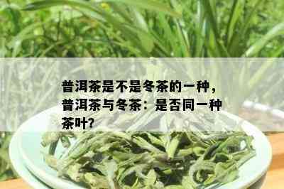 普洱茶是不是冬茶的一种，普洱茶与冬茶：是否同一种茶叶？