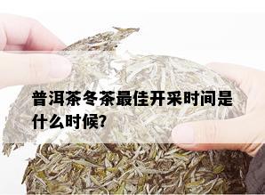 普洱茶冬茶更佳开采时间是什么时候？