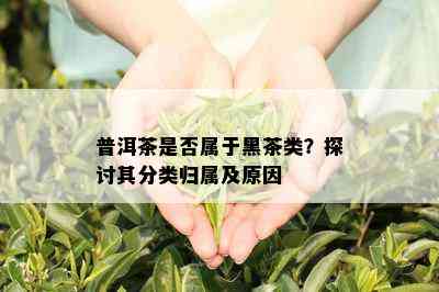 普洱茶是否属于黑茶类？探讨其分类归属及原因