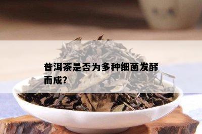 普洱茶是否为多种细菌发酵而成？