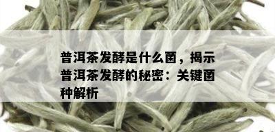 普洱茶发酵是什么菌，揭示普洱茶发酵的秘密：关键菌种解析