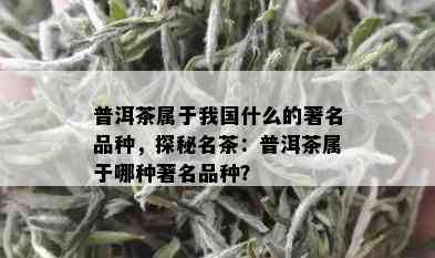 普洱茶属于我国什么的著名品种，探秘名茶：普洱茶属于哪种著名品种？