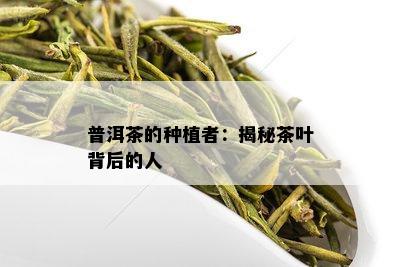 普洱茶的种植者：揭秘茶叶背后的人