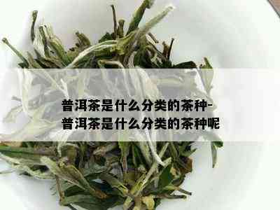 普洱茶是什么分类的茶种-普洱茶是什么分类的茶种呢