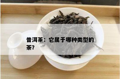 普洱茶：它属于哪种类型的茶？