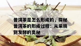 普洱茶是怎么形成的，探秘普洱茶的形成过程：从采摘到发酵的奥秘