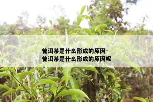 普洱茶是什么形成的原因-普洱茶是什么形成的原因呢