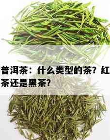 普洱茶：什么类型的茶？红茶还是黑茶？