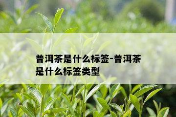 普洱茶是什么标签-普洱茶是什么标签类型