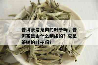 普洱茶是茶树的叶子吗，普洱茶是由什么制成的？它是茶树的叶子吗？