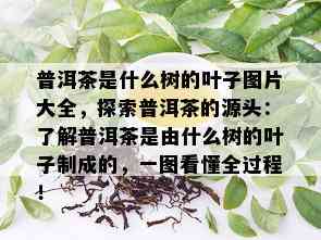 普洱茶是什么树的叶子图片大全，探索普洱茶的源头：了解普洱茶是由什么树的叶子制成的，一图看懂全过程！