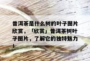 普洱茶是什么树的叶子图片欣赏，「欣赏」普洱茶树叶子图片，了解它的独特魅力！