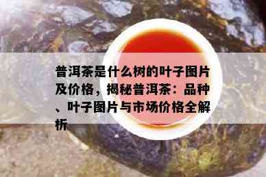 普洱茶是什么树的叶子图片及价格，揭秘普洱茶：品种、叶子图片与市场价格全解析