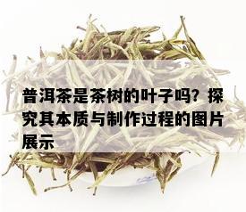 普洱茶是茶树的叶子吗？探究其本质与制作过程的图片展示