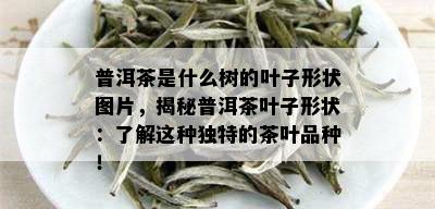 普洱茶是什么树的叶子形状图片，揭秘普洱茶叶子形状：了解这种独特的茶叶品种！