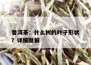 普洱茶：什么树的叶子形状？详细图解