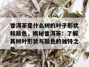 普洱茶是什么树的叶子形状和颜色，揭秘普洱茶：了解其树叶形状与颜色的独特之处